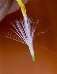  Ray Floret - Basal part - Pappus much larger than achene